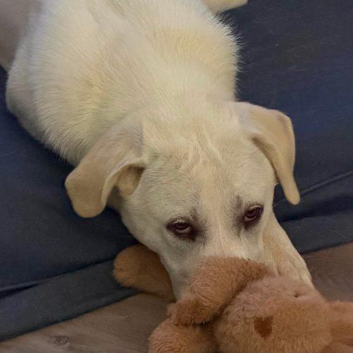 Enlarge Pokey AKA Polly, a Adoptable mixed breed in Sanford, NC image 1/4