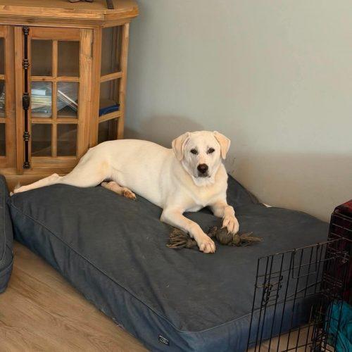 Enlarge Pokey AKA Polly, a Adoptable mixed breed in Sanford, NC image 3/4