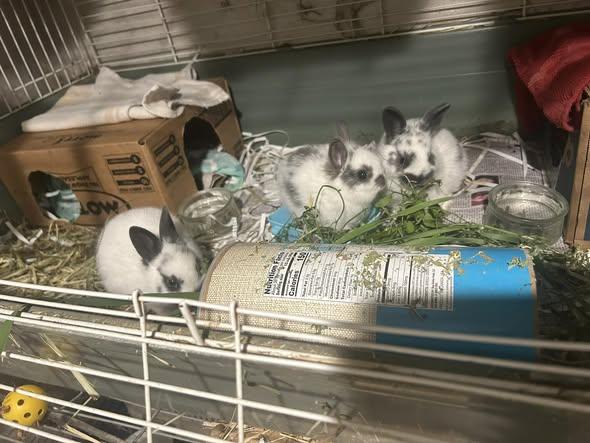 Bing, Yahoo & Google, a ADOPTABLE mixed breed in Paradis, LA image 3/6