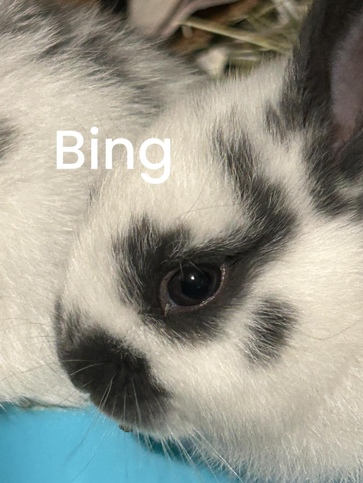 Bing, Yahoo & Google, a ADOPTABLE mixed breed in Paradis, LA image 4/6