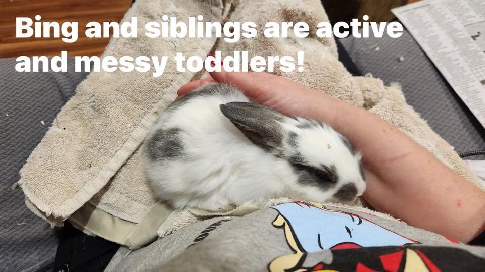 Bing, Yahoo & Google, ADOPTABLE, Baby Female Bunny Rabbit.