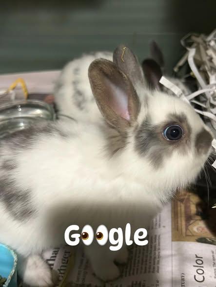 Bing, Yahoo & Google, a ADOPTABLE mixed breed in Paradis, LA image 6/6