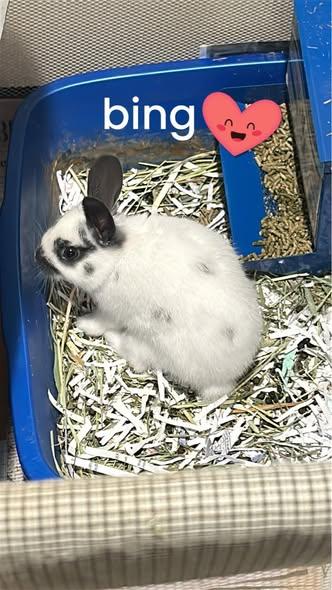 Bing, Yahoo & Google, a ADOPTABLE mixed breed in Paradis, LA image 2/6