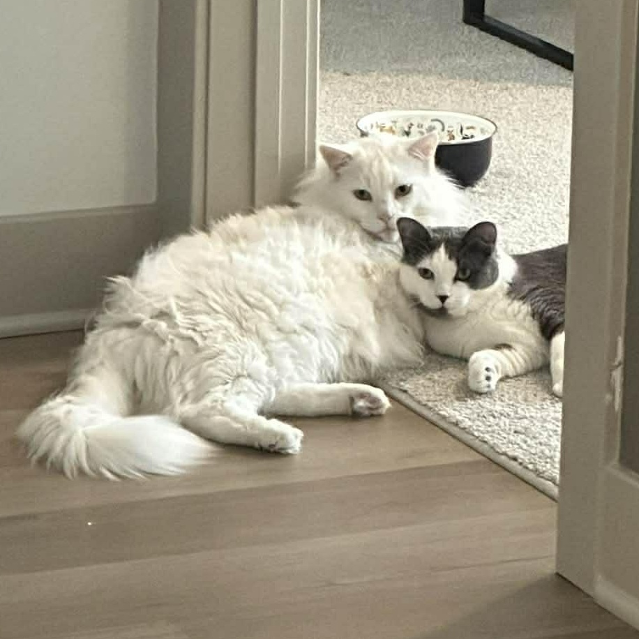 Enlarge BONDED PAIR: Eddie & Nanalan, a ADOPTABLE Domestic Medium Hair in Akron, NY image 2/6