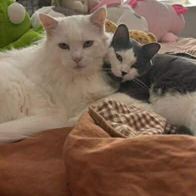 Enlarge BONDED PAIR: Eddie & Nanalan, a ADOPTABLE Domestic Medium Hair in Akron, NY image 5/6