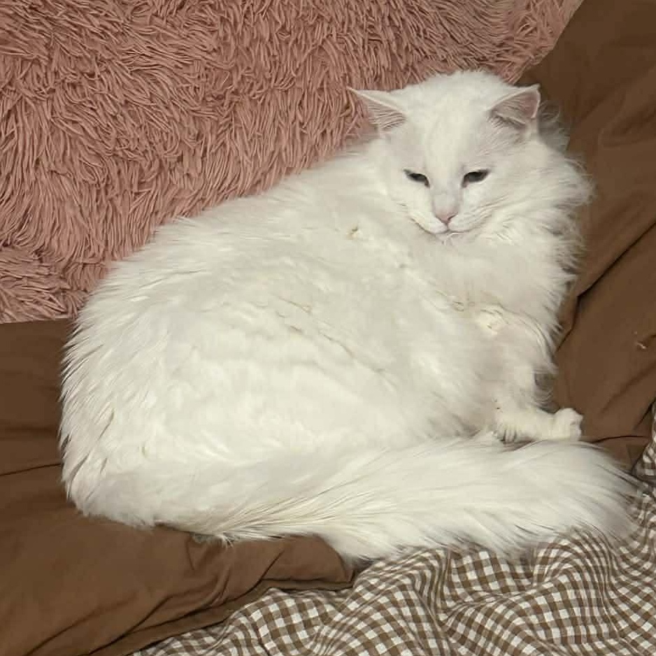 Enlarge BONDED PAIR: Eddie & Nanalan, a ADOPTABLE Domestic Medium Hair in Akron, NY image 6/6