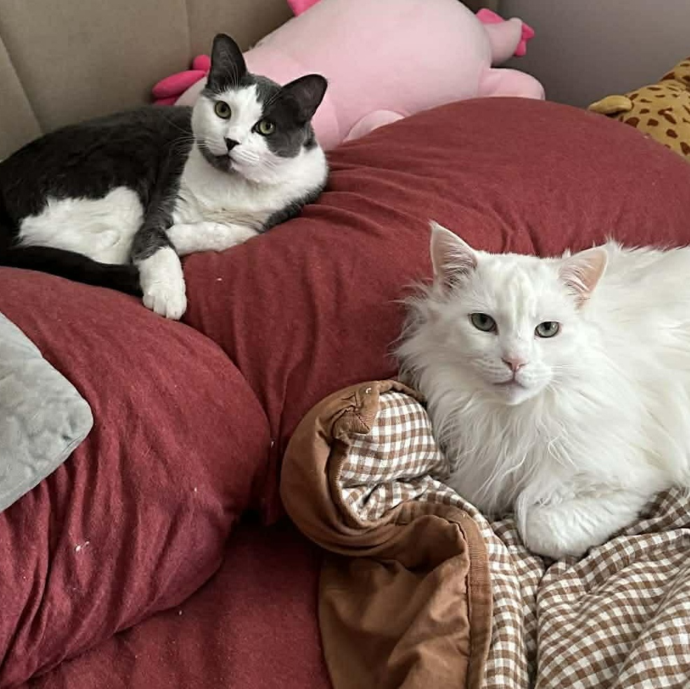 Enlarge BONDED PAIR: Eddie & Nanalan, a ADOPTABLE Domestic Medium Hair in Akron, NY image 1/6