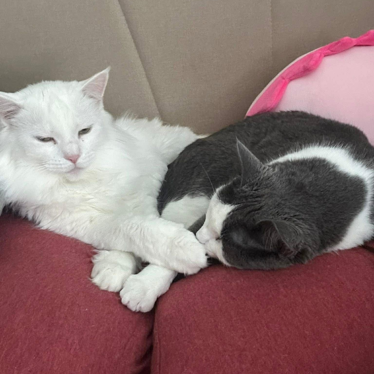 Enlarge BONDED PAIR: Eddie & Nanalan, a ADOPTABLE Domestic Medium Hair in Akron, NY image 3/6