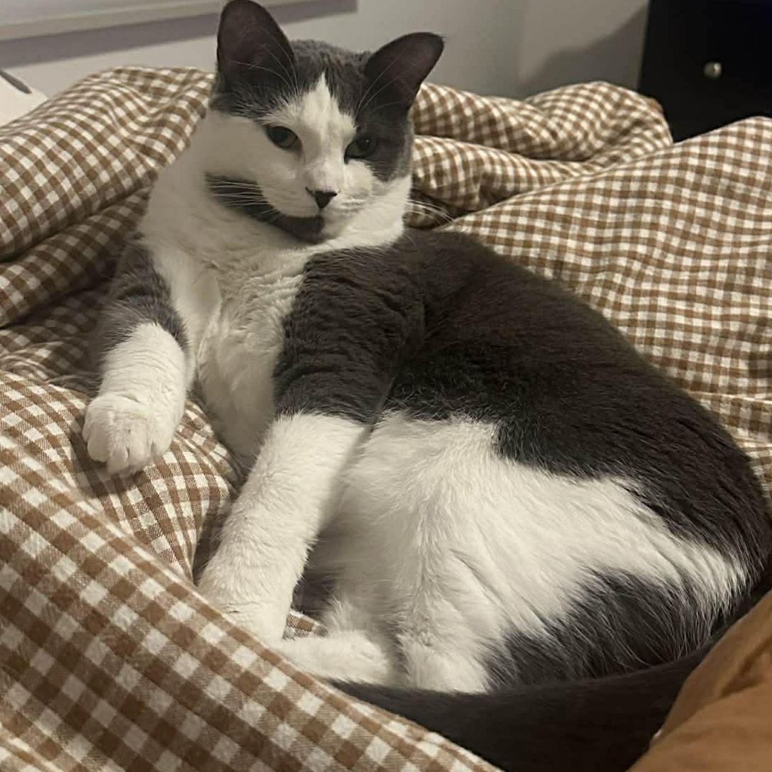 Enlarge BONDED PAIR: Eddie & Nanalan, a ADOPTABLE Domestic Medium Hair in Akron, NY image 4/6