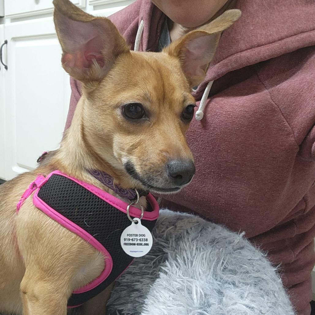 Izzy, Adoptable, Young Female Chihuahua & Dachshund.