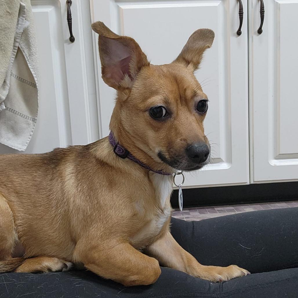 Enlarge Izzy, a Adoptable mixed breed in Raleigh, NC image 2/6