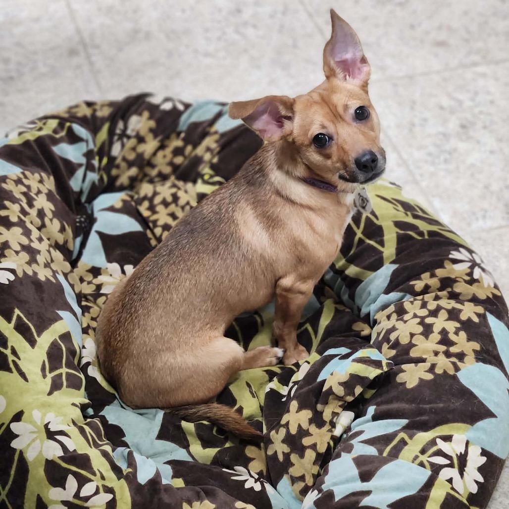 Enlarge Izzy, a Adoptable mixed breed in Raleigh, NC image 4/6