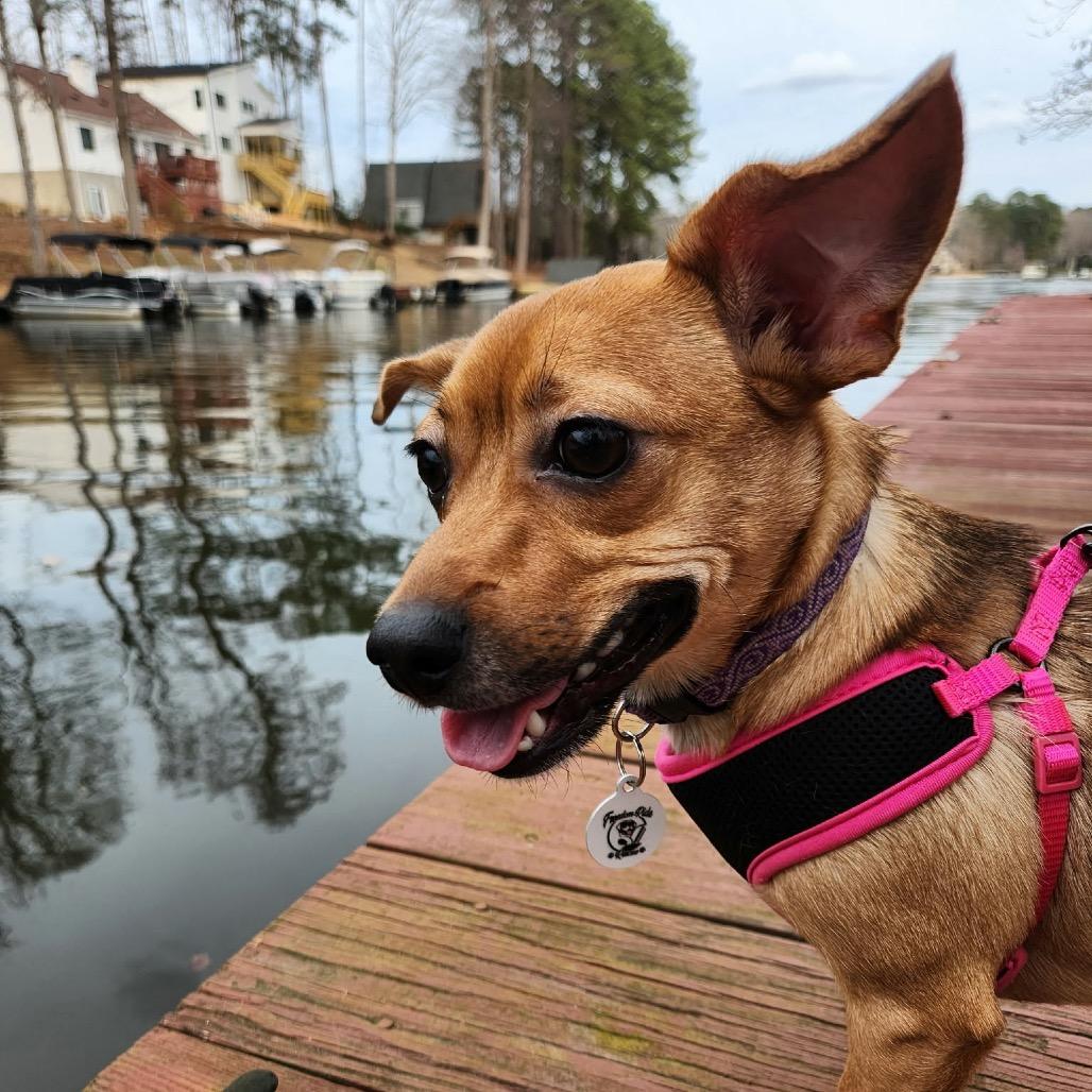 Enlarge Izzy, a Adoptable mixed breed in Raleigh, NC image 5/6