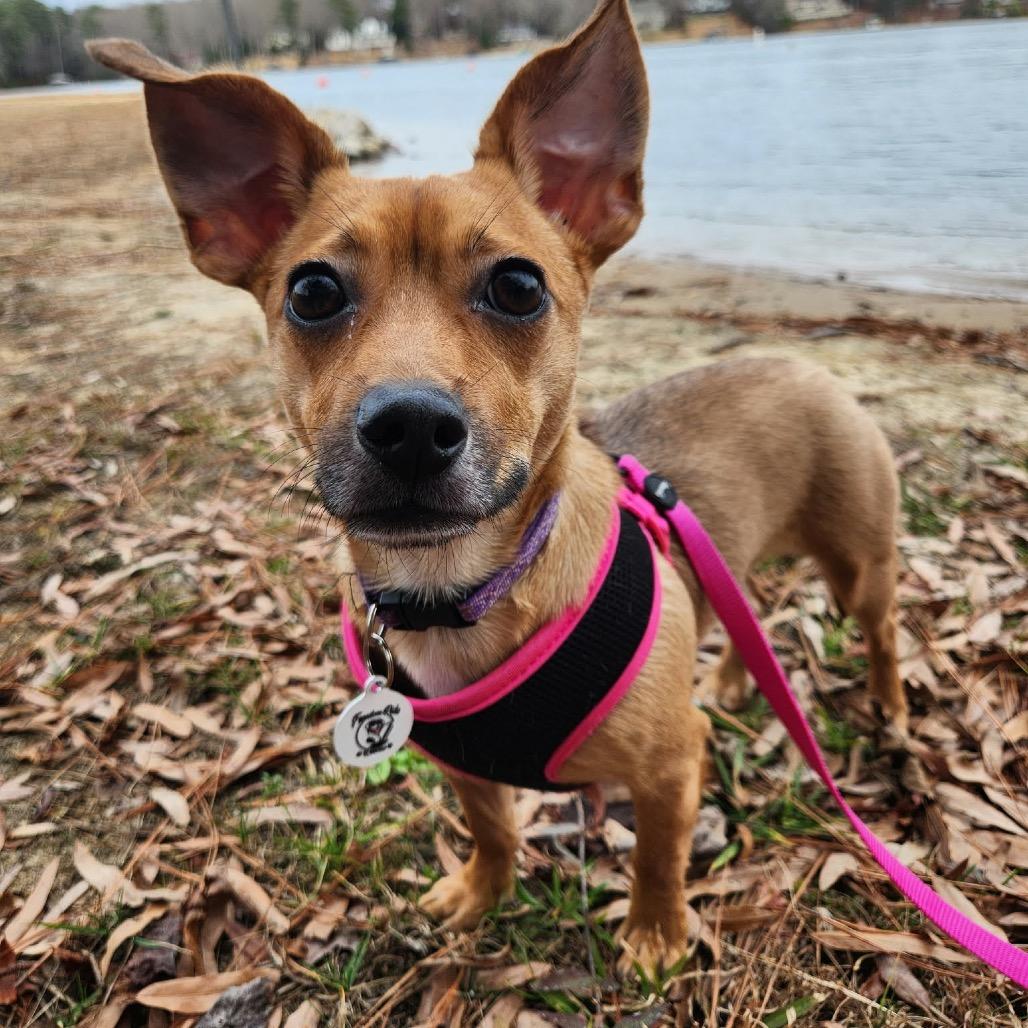Enlarge Izzy, a Adoptable mixed breed in Raleigh, NC image 6/6