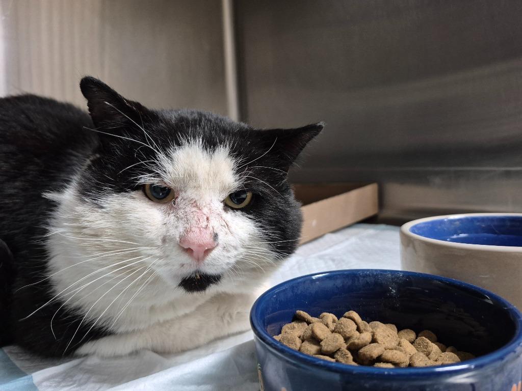 Buddy, Adoptable, Adult Male Domestic Short Hair.
