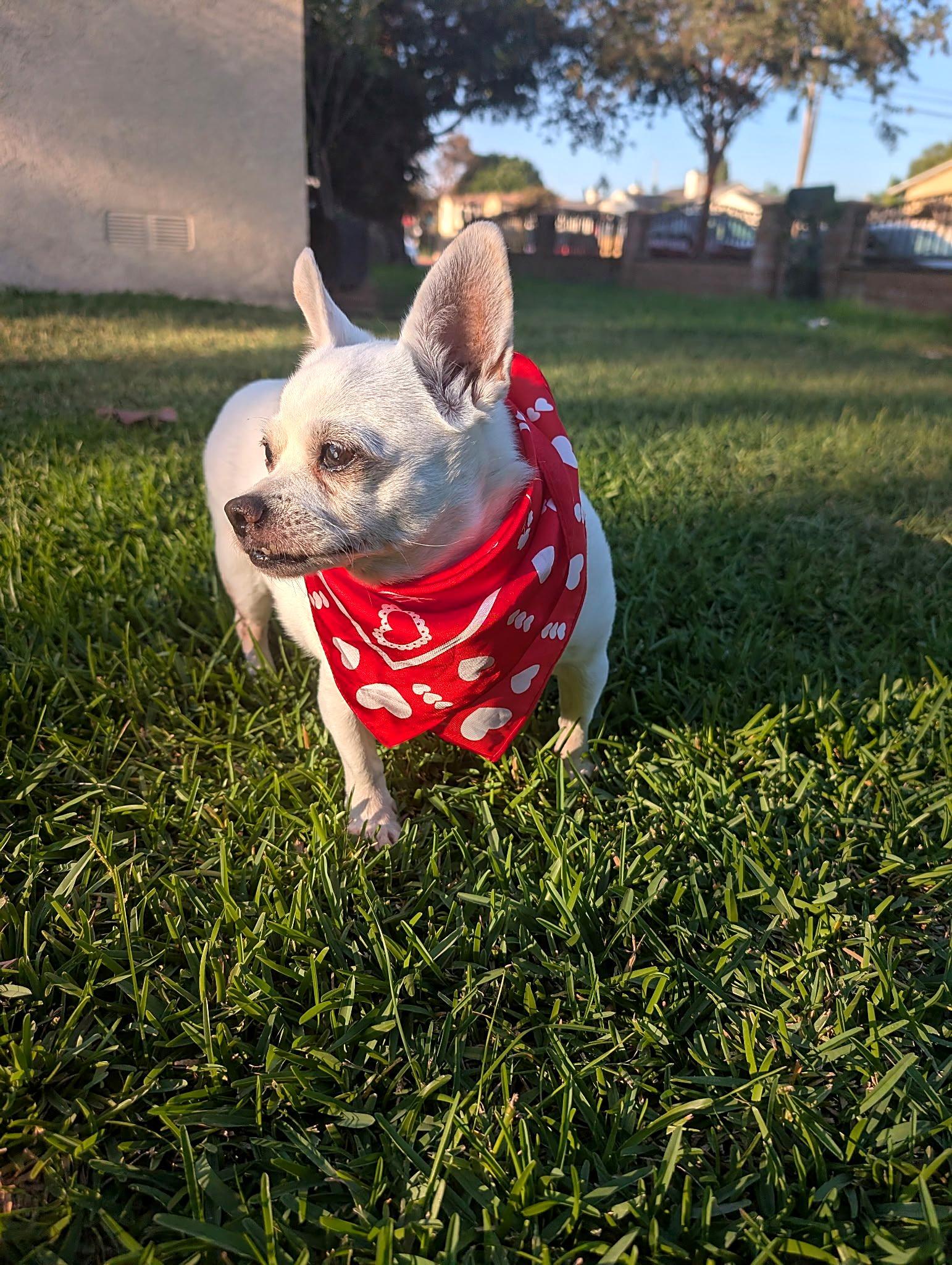 Enlarge Luna, a Adoptable Chihuahua in Redondo Beach, CA image 4/6