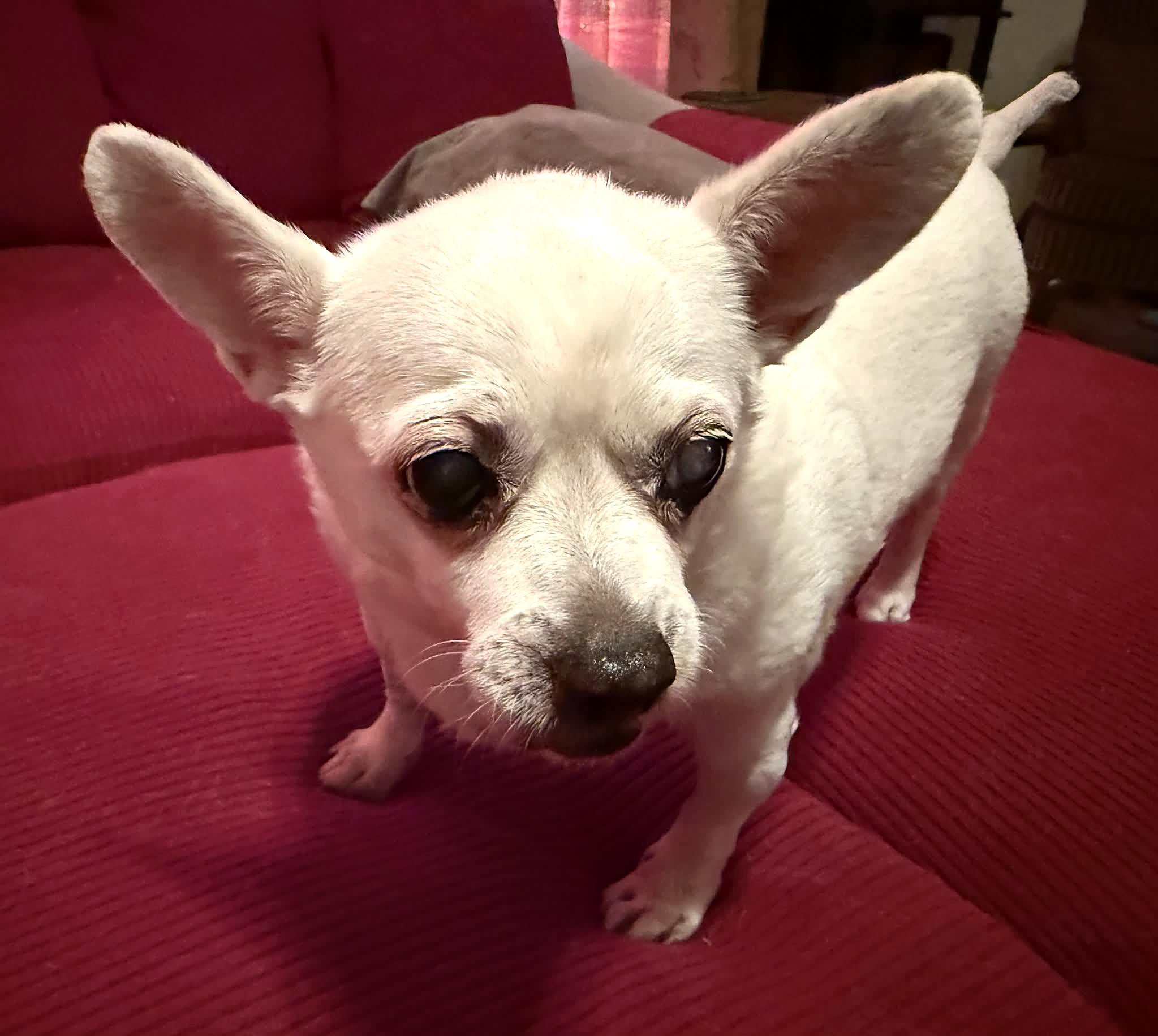 Enlarge Luna, a Adoptable Chihuahua in Redondo Beach, CA image 6/6