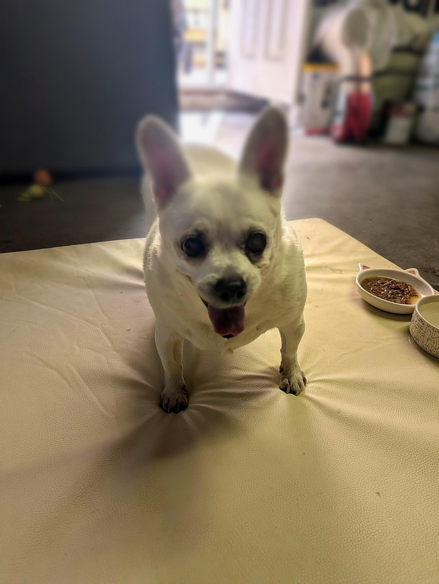 Enlarge Luna, a Adoptable Chihuahua in Redondo Beach, CA image 5/6