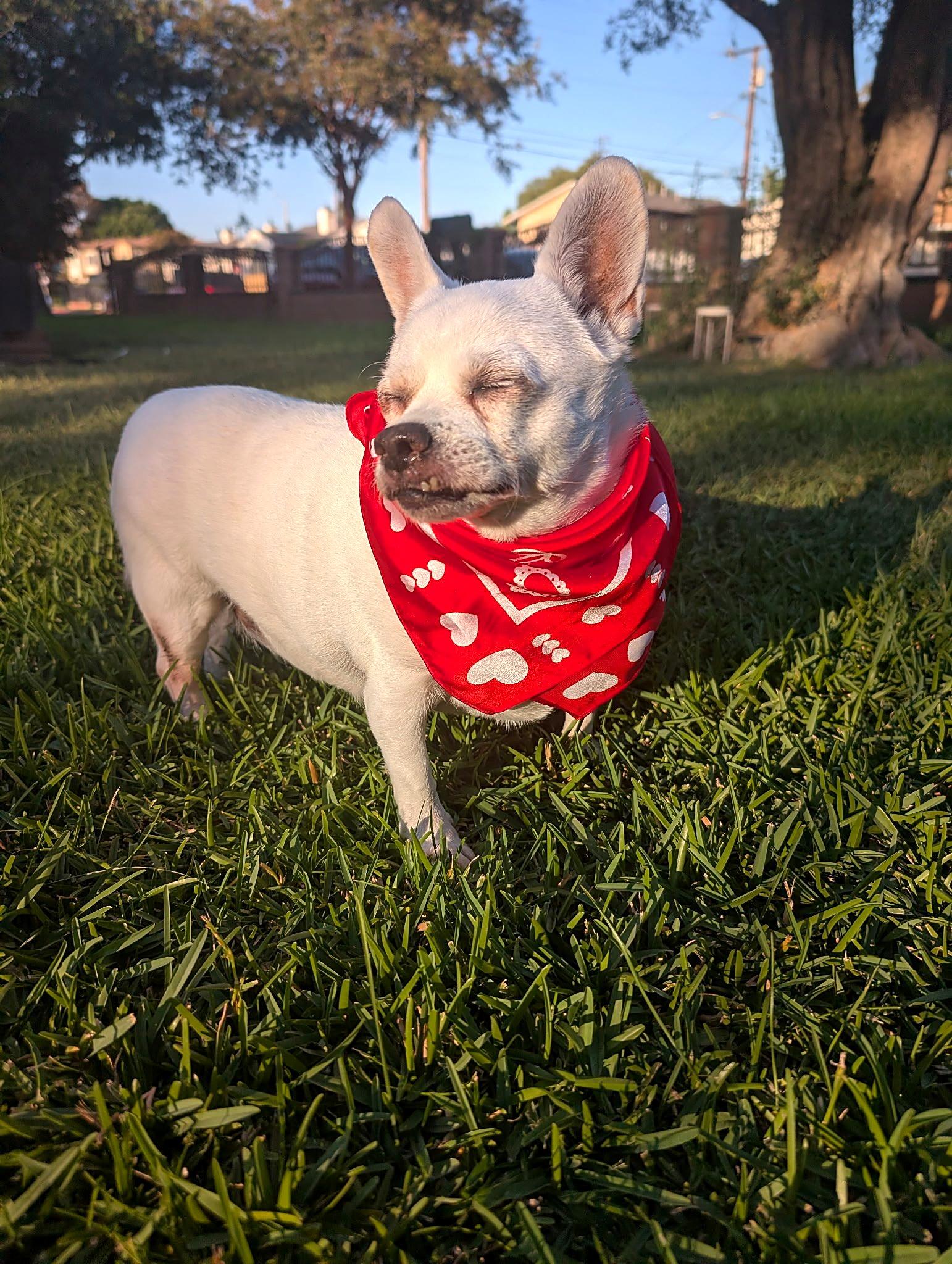 Enlarge Luna, a Adoptable Chihuahua in Redondo Beach, CA image 3/6