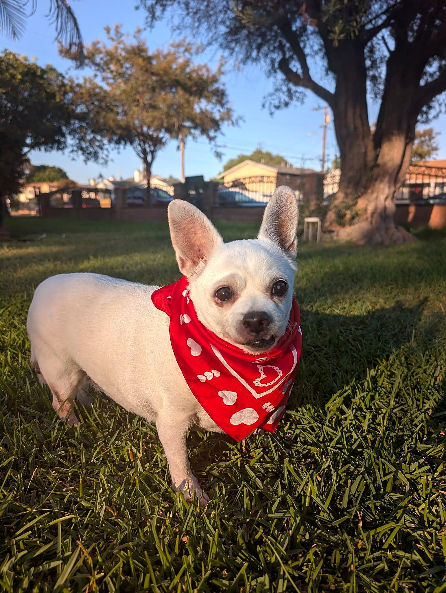 Enlarge Luna, a Adoptable Chihuahua in Redondo Beach, CA image 1/6