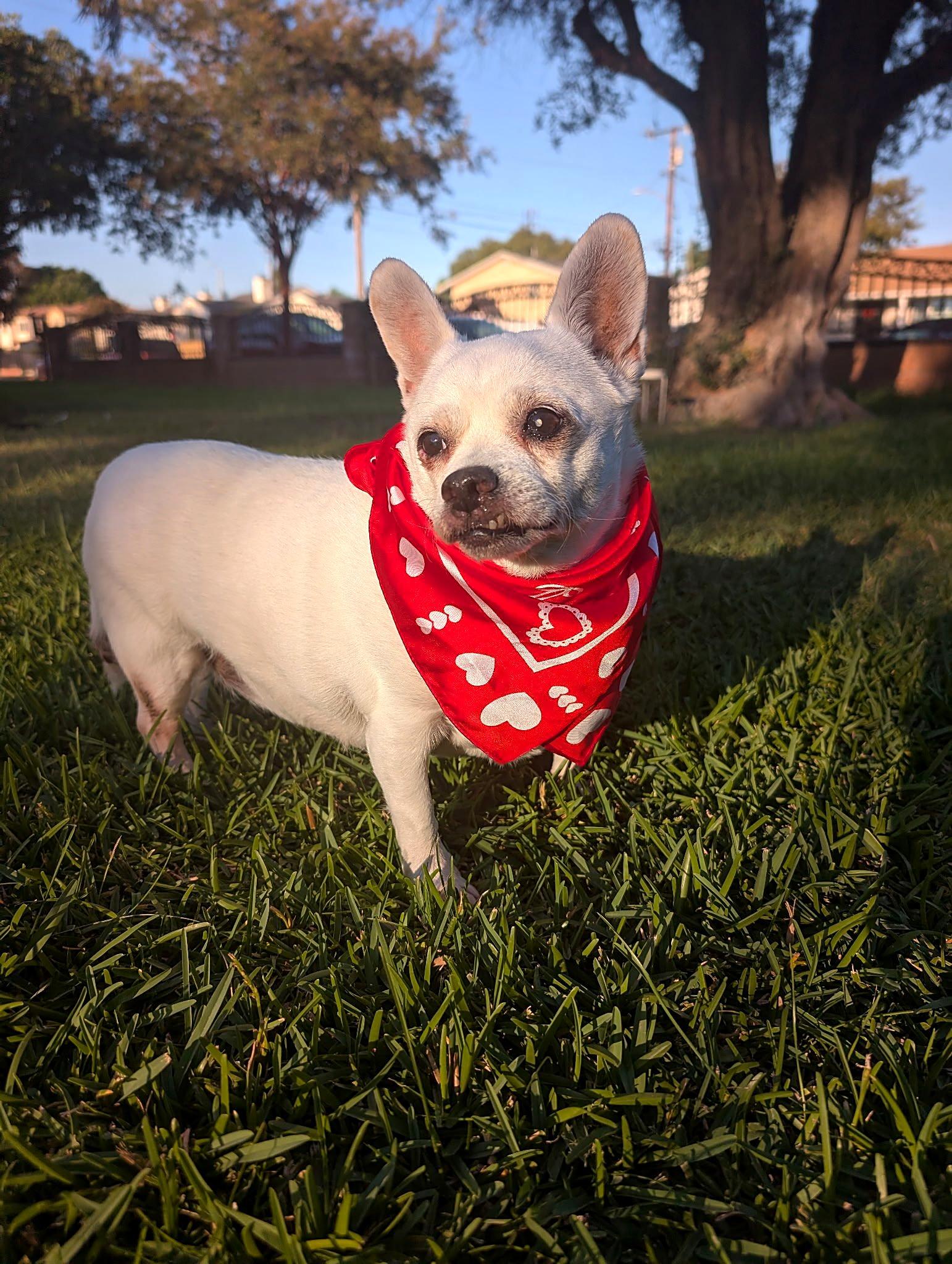 Enlarge Luna, a Adoptable Chihuahua in Redondo Beach, CA image 2/6