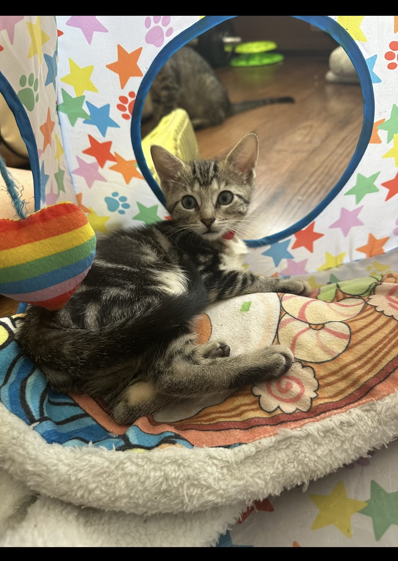 Sadey, a Adopted Domestic Short Hair in Yonkers, NY image 4/6