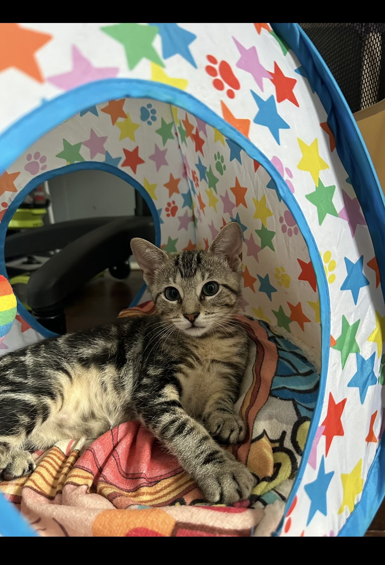 Sadey, a Adopted Domestic Short Hair in Yonkers, NY image 6/6