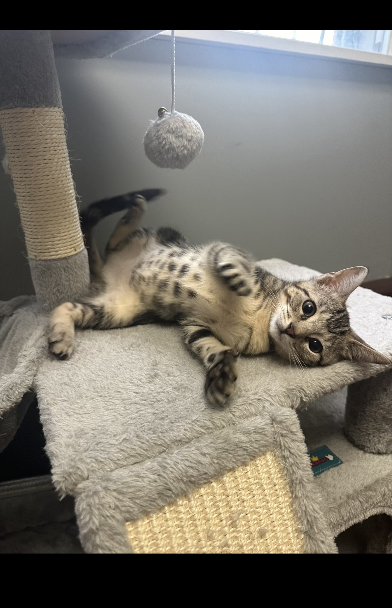 Sadey, a Adopted Domestic Short Hair in Yonkers, NY image 3/6