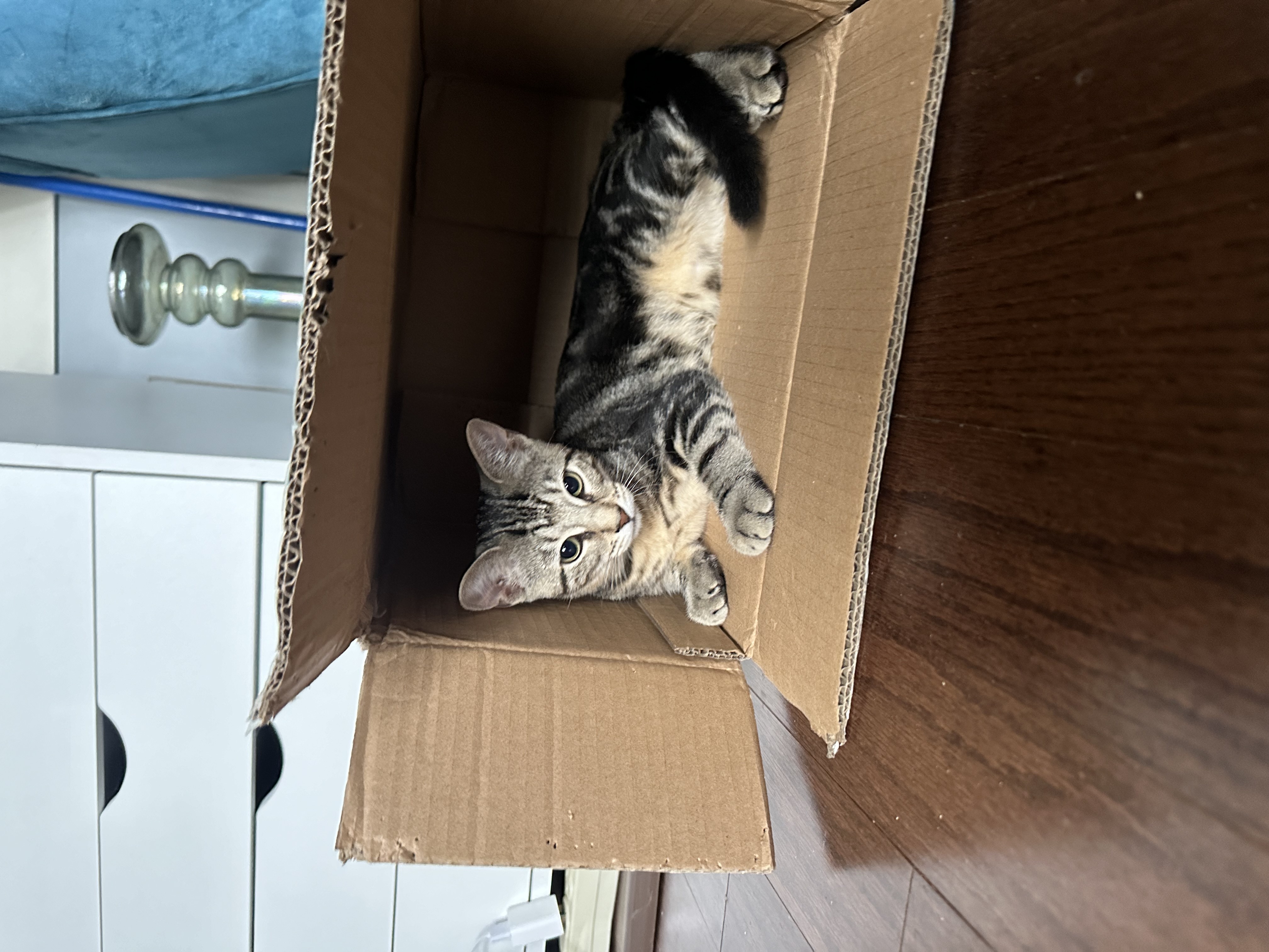 Sadey, Adopted, Young Female Domestic Short Hair.