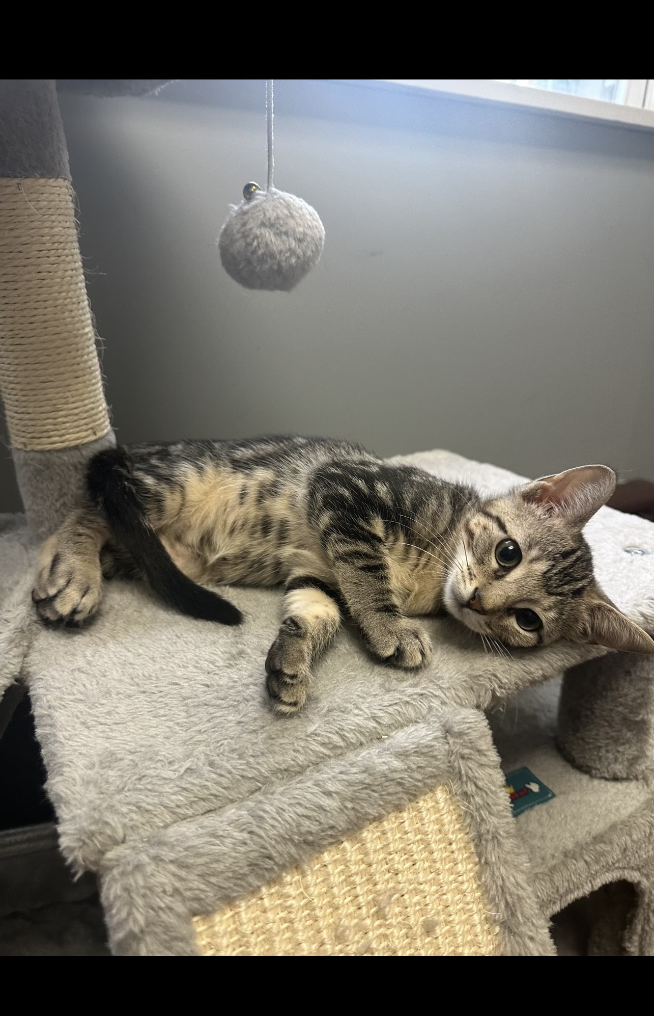 Sadey, a Adopted Domestic Short Hair in Yonkers, NY image 5/6