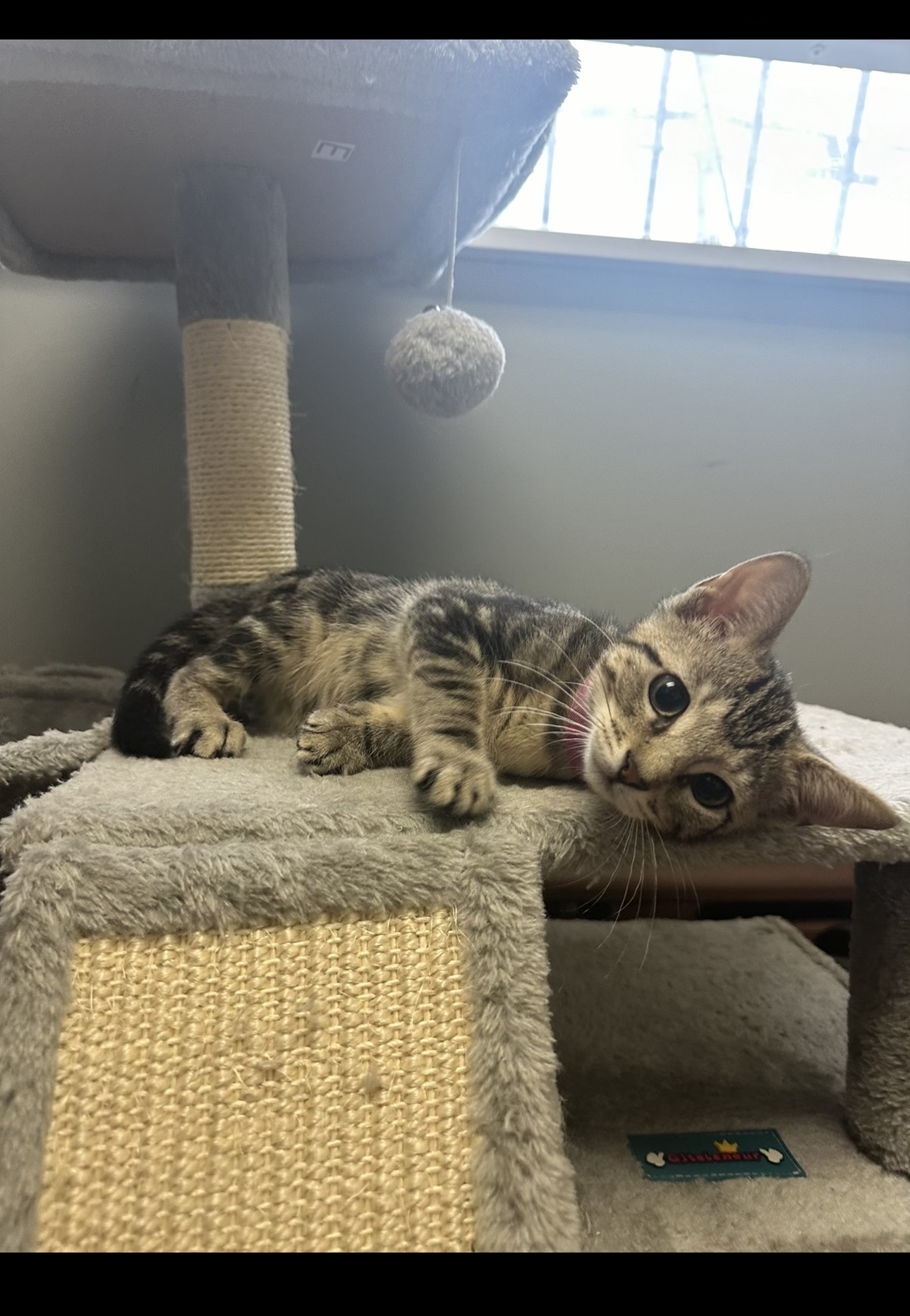 Sadey, a Adopted Domestic Short Hair in Yonkers, NY image 2/6