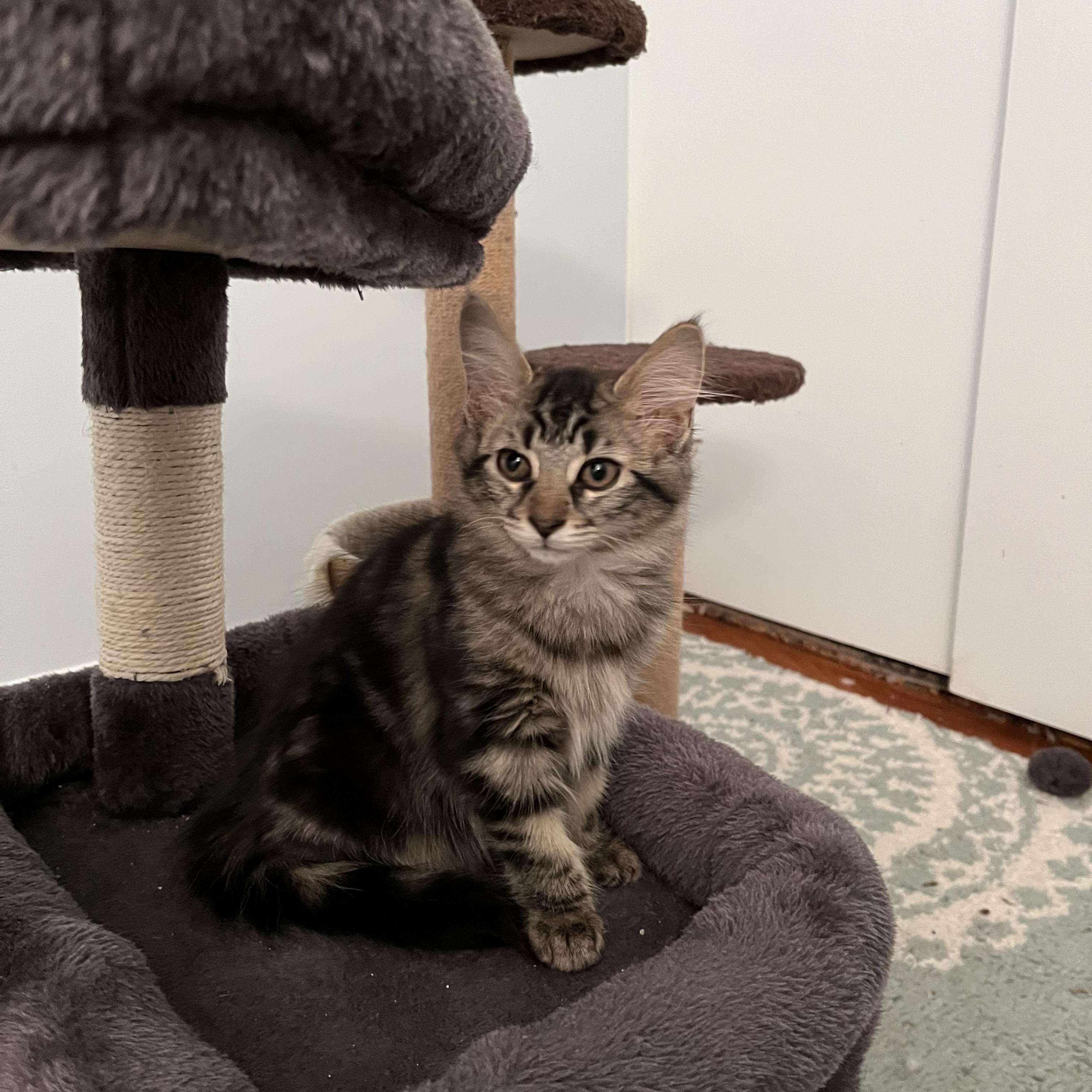 Bitsy