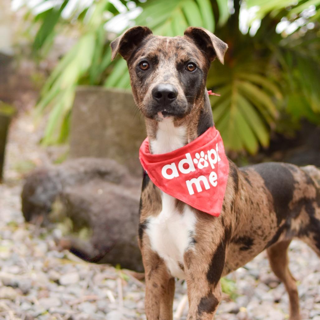 Keebler, Adoptable, Young Male Mixed Breed.