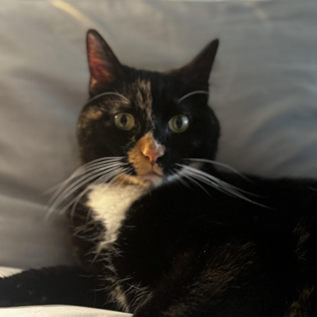 Enlarge Rainbow Fish, a ADOPTABLE Domestic Short Hair in Evanston, IL image 1/4