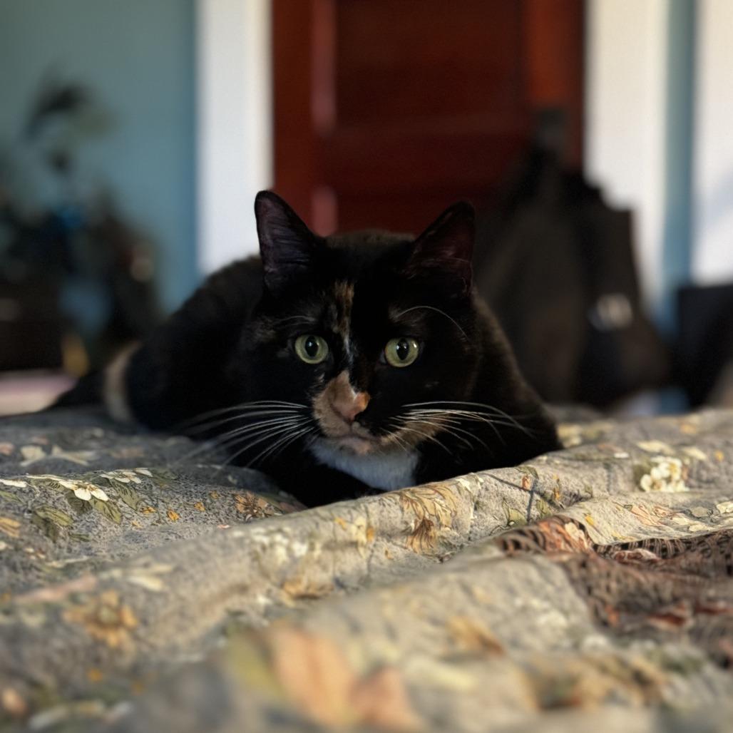 Enlarge Rainbow Fish, a ADOPTABLE Domestic Short Hair in Evanston, IL image 3/4