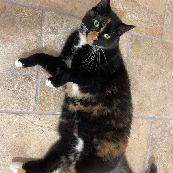 Enlarge Rainbow Fish, a ADOPTABLE Domestic Short Hair in Evanston, IL image 3/6