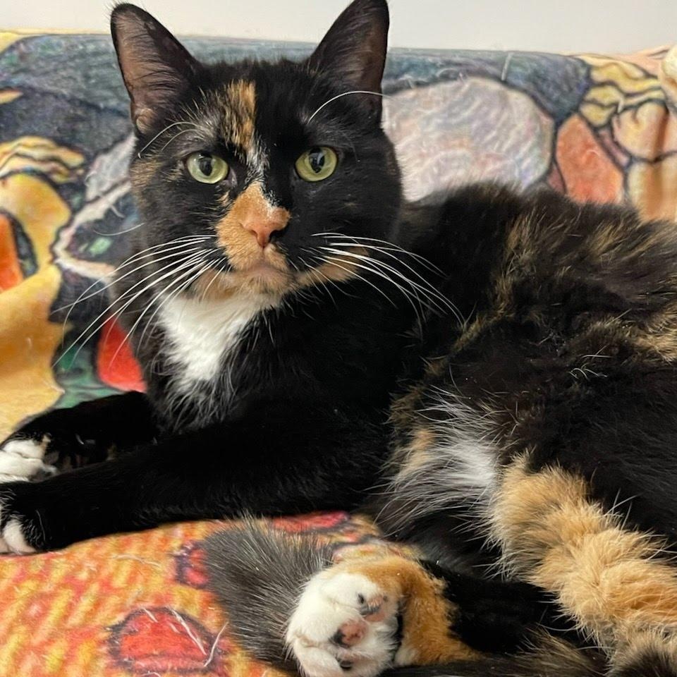 Rainbow Fish, ADOPTABLE, Adult Female Domestic Short Hair.