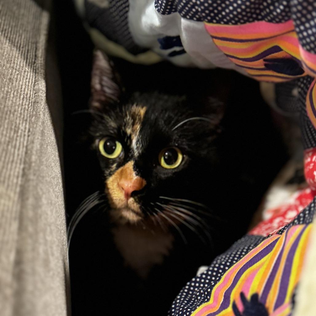 Enlarge Rainbow Fish, a ADOPTABLE Domestic Short Hair in Evanston, IL image 4/4