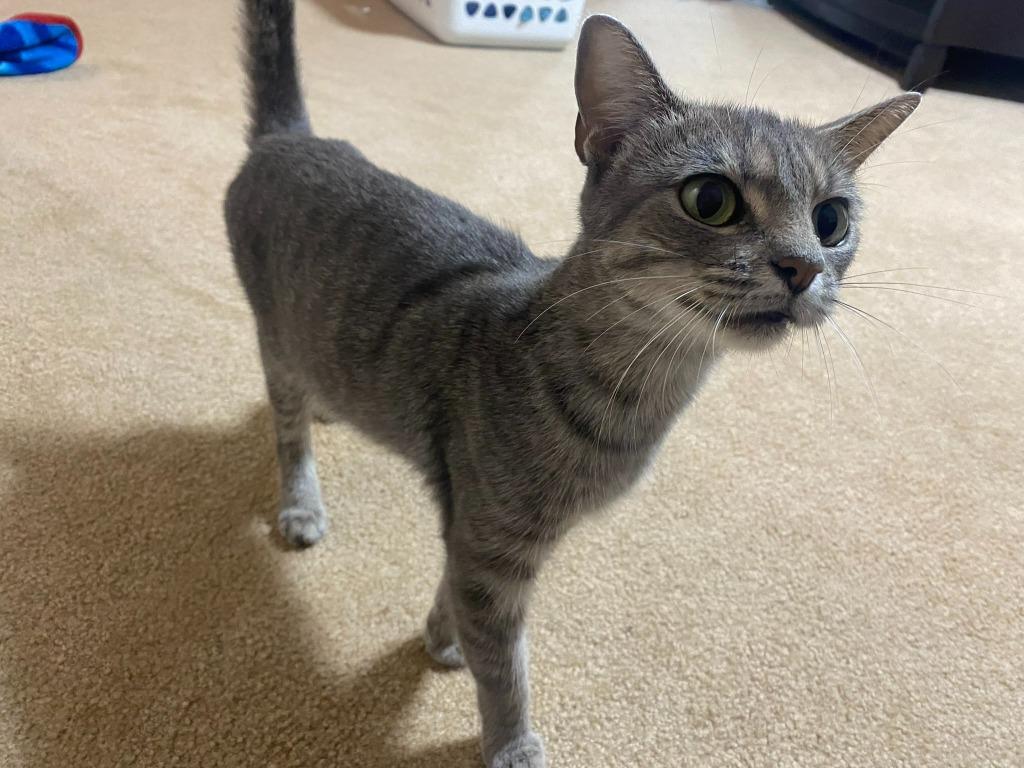 Nova 2, Adoptable, Adult Female Domestic Short Hair.