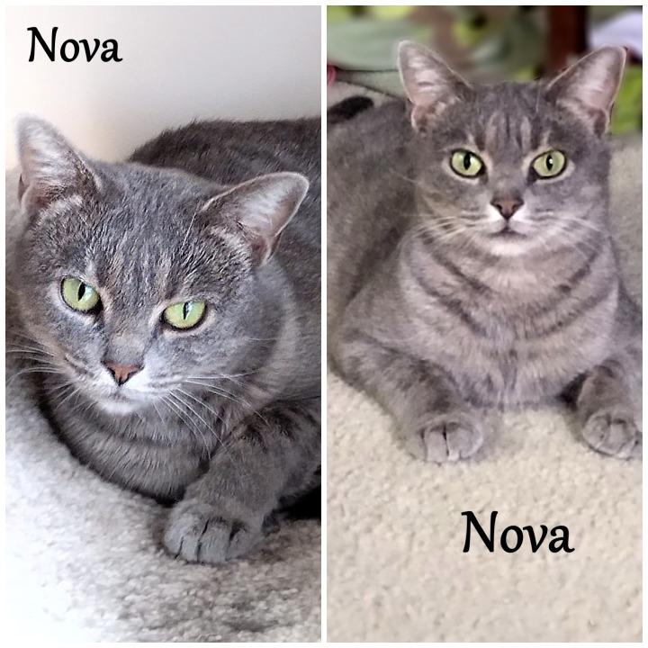 Enlarge Nova 2, a Adoptable mixed breed in Hoover , AL image 3/3