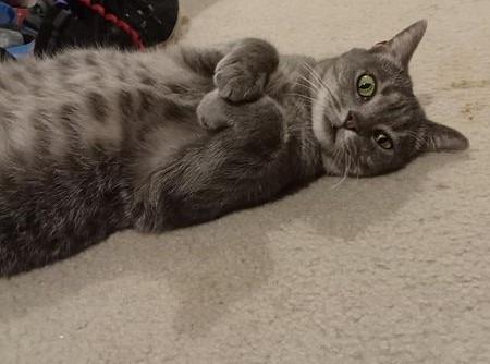 Enlarge Nova 2, a Adoptable mixed breed in Hoover , AL image 2/3