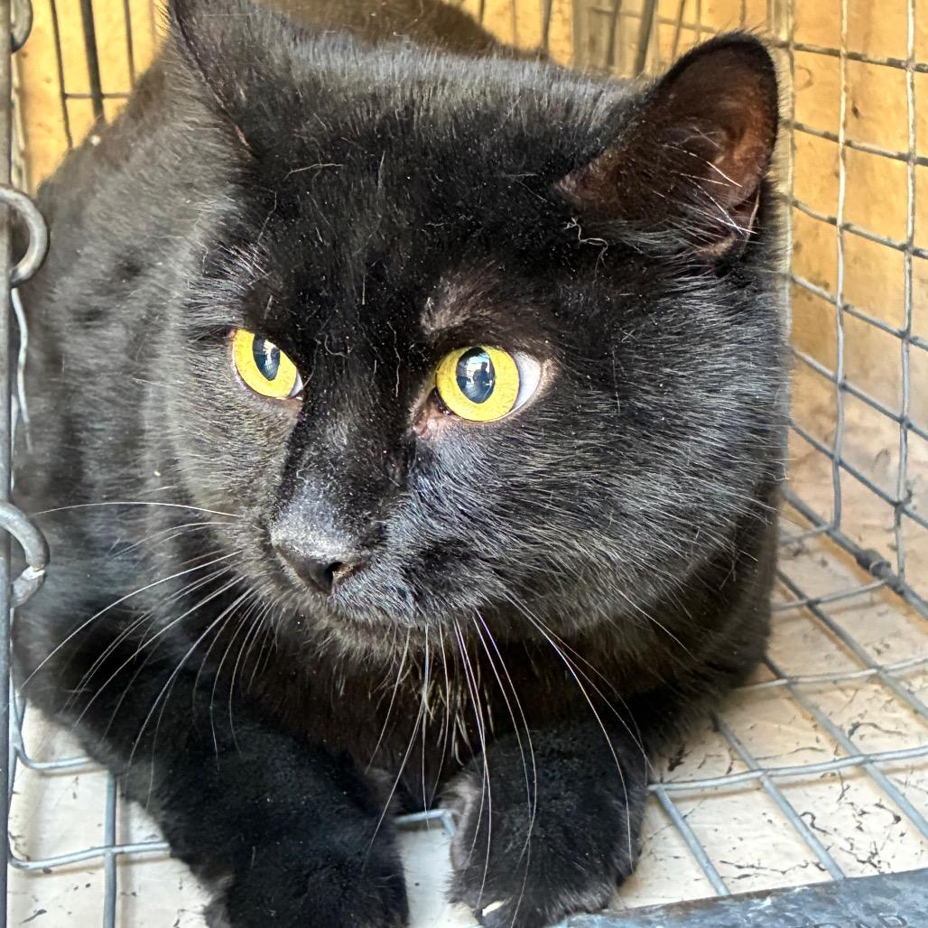 Enlarge HACC-Stray-32288, a Adoptable Domestic Short Hair in Henderson, NV image 1/1