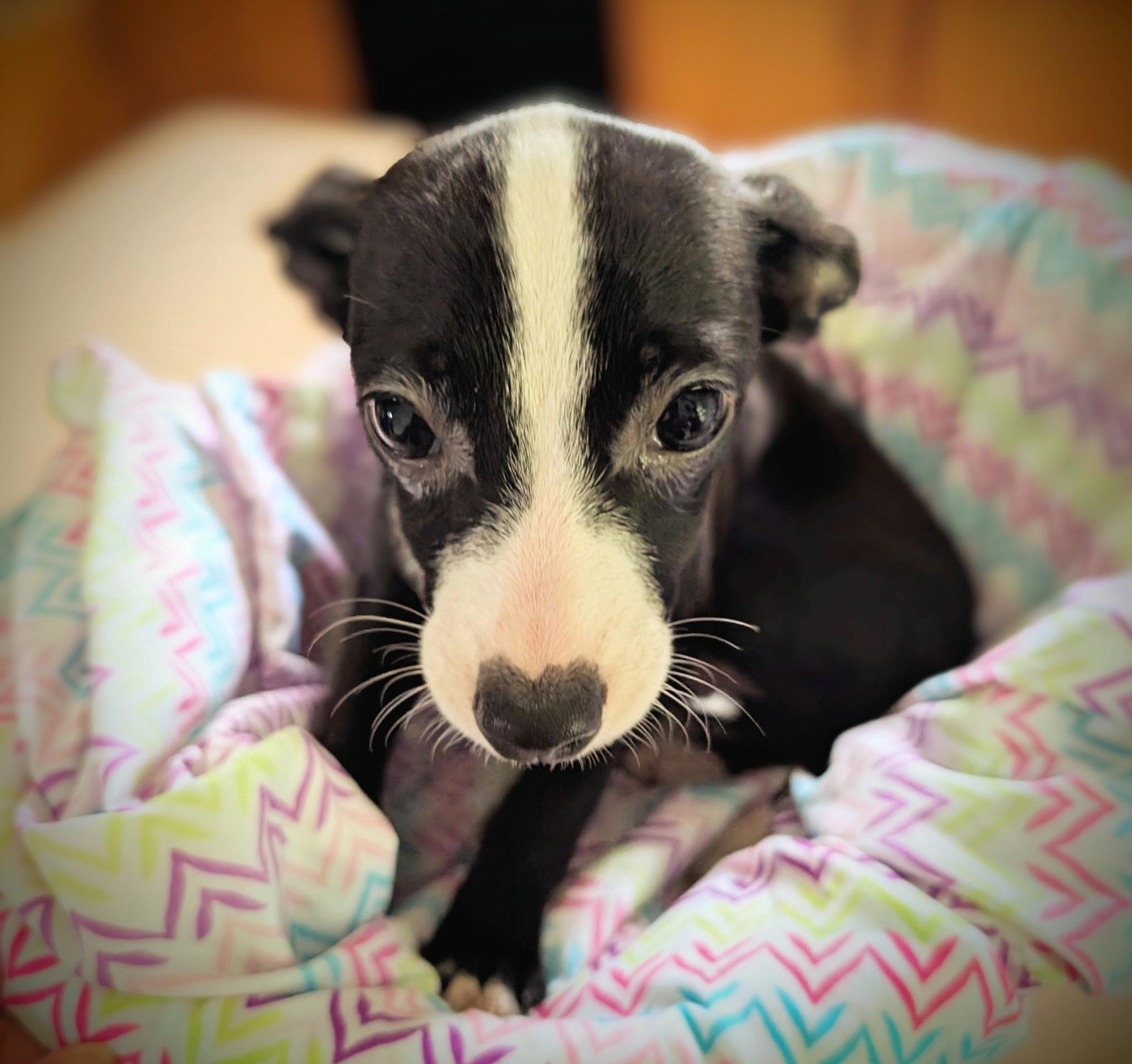 Puppy 5 Belle