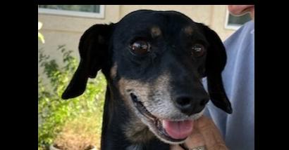 Enlarge Shelby, a Adoptable Dachshund in Boone, CO image 1/2