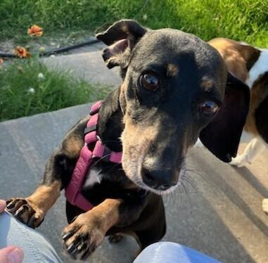 Enlarge Shelby, a Adoptable Dachshund in Boone, CO image 2/2