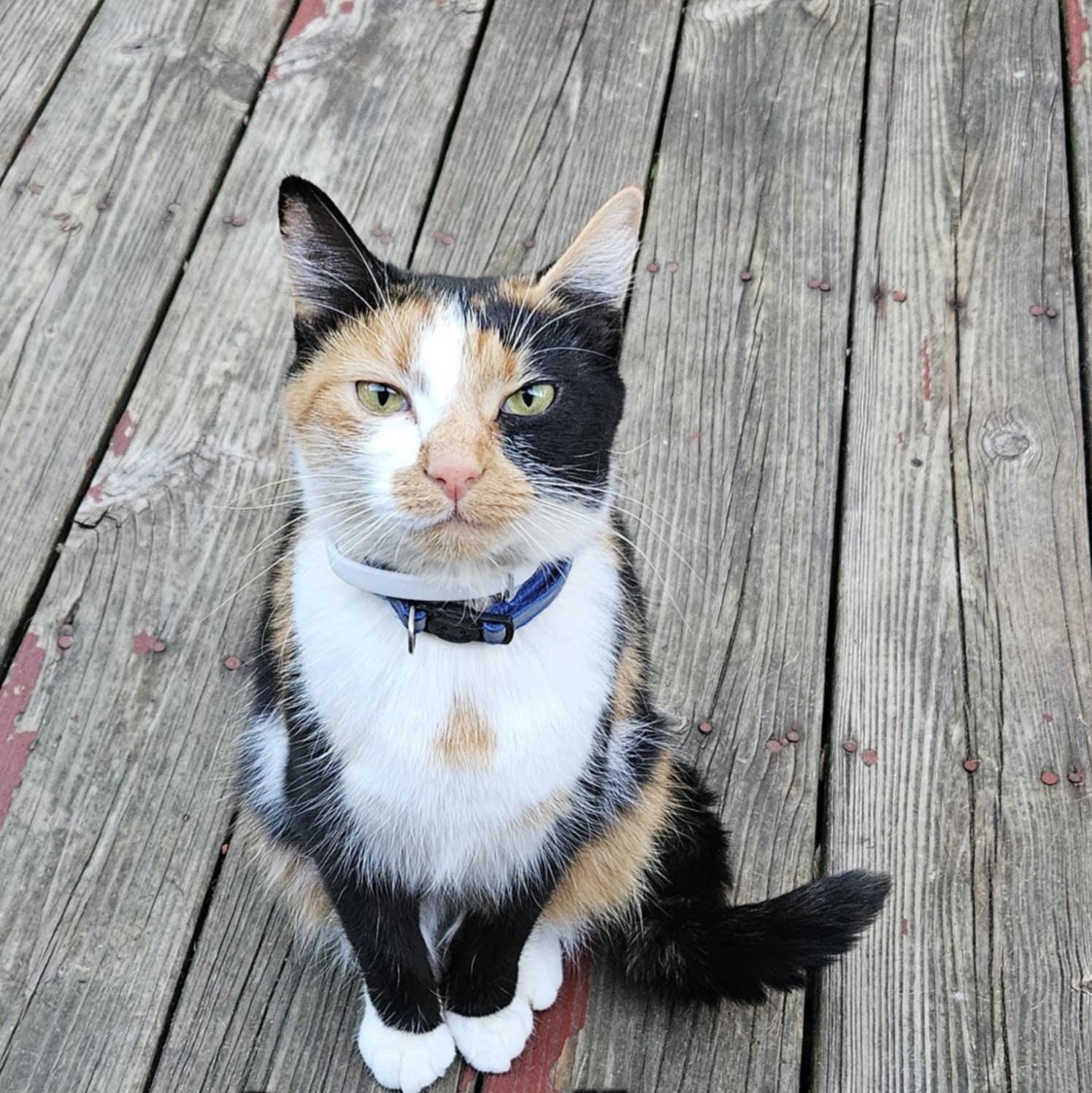 Carmella, Adopted, Adult Female Calico.