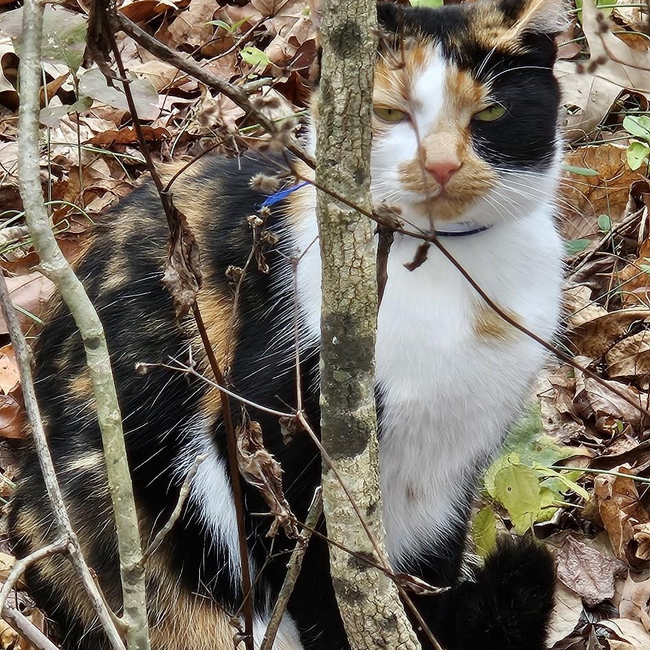 Enlarge Carmella, a Adopted Calico in Central City, KY image 2/2