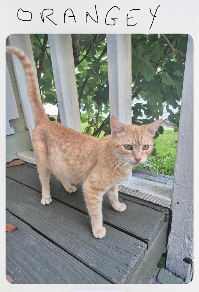 Enlarge Orange Blossom (AKA Orangey), a Adoptable mixed breed in Panama city, FL image 1/1