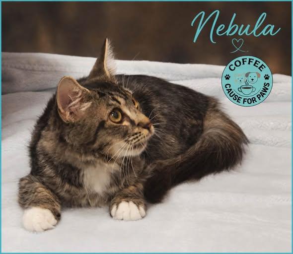 Enlarge Nebula, a ADOPTABLE Domestic Long Hair in Douglas, GA image 2/2