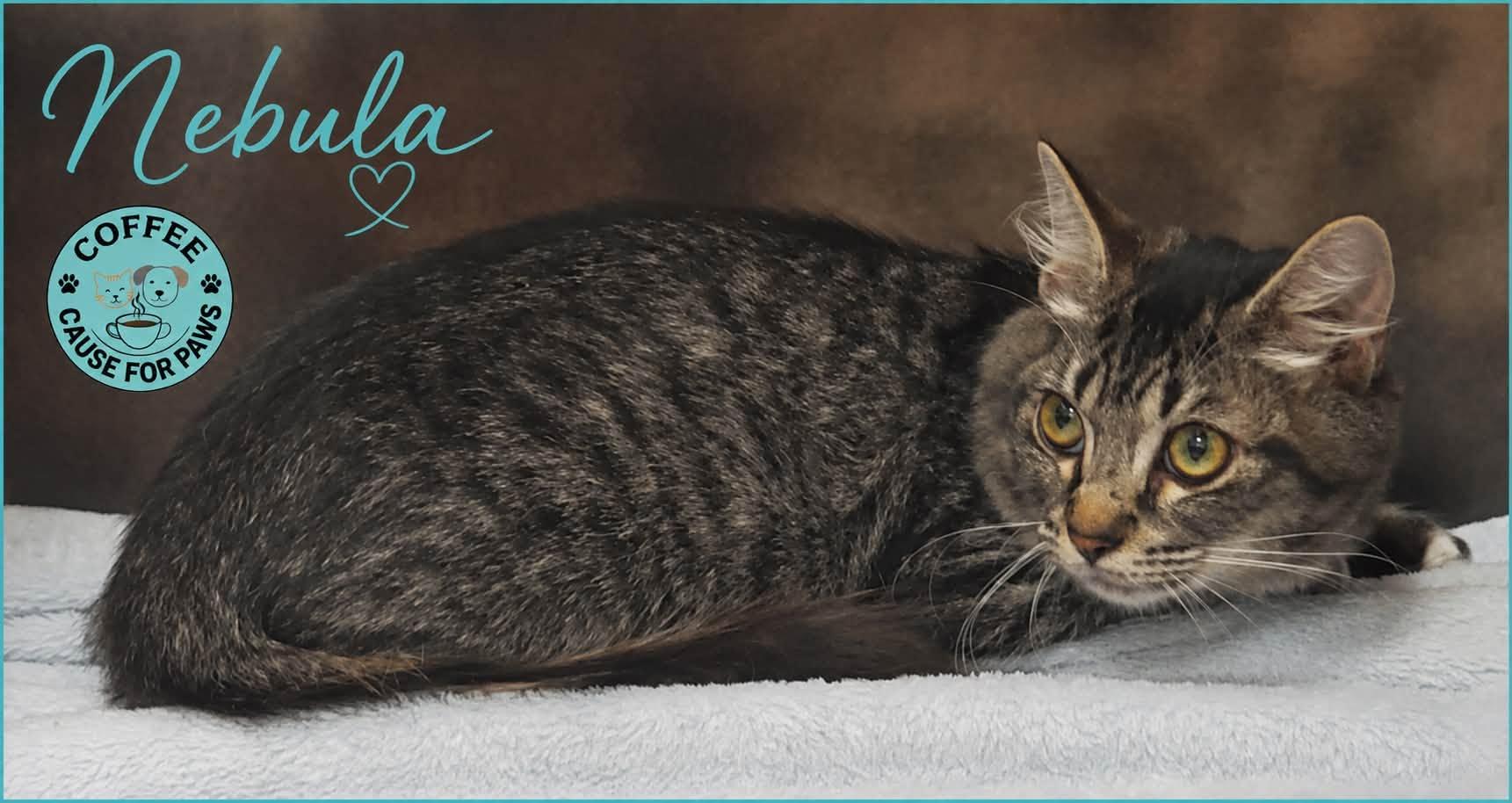Nebula, ADOPTABLE, Young Female Domestic Long Hair.